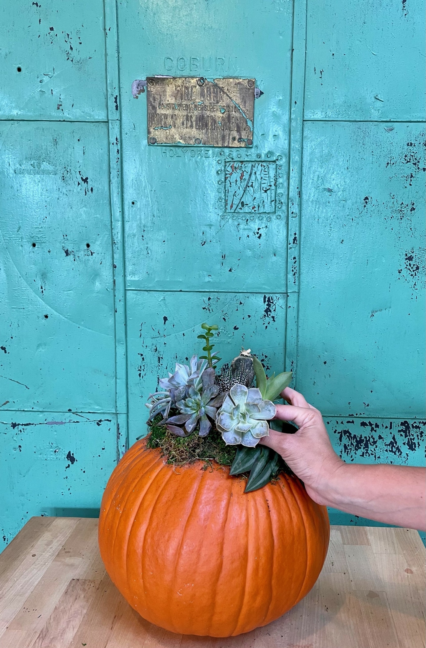 build-your-own-succulent-pumpkin-with-cactus-moon-heights-district